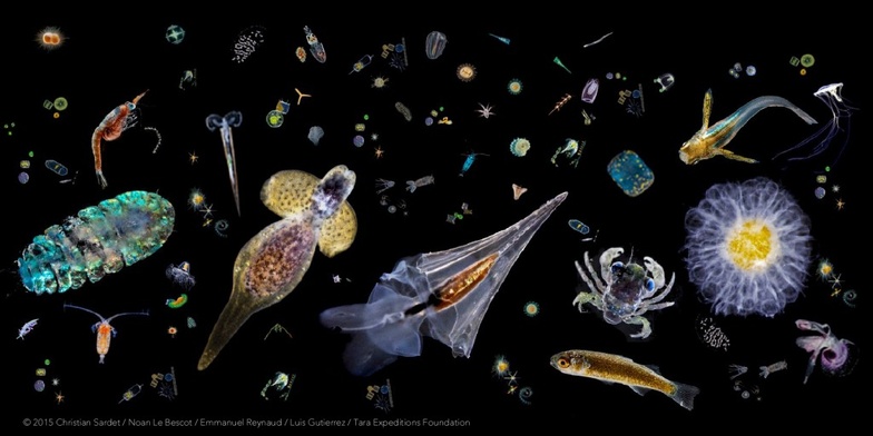 Pêche : lancement d’un outil de suivi des communautés planctoniques Pêche : lancement d’un outil de suivi des communautés planctoniques