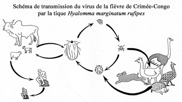 Schéma de transmission du virus de la fièvre du Crimée-Congo Schéma de transmission du virus de la fièvre du Crimée-Congo