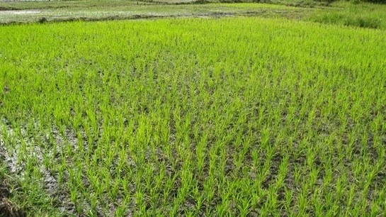 Matam : la SAED va exploiter 4.000 hectares durant la nouvelle saison de production de riz, plus que le double de la précédente Matam : la SAED va exploiter 4.000 hectares durant la nouvelle saison de production de riz, plus que le double de la précédente