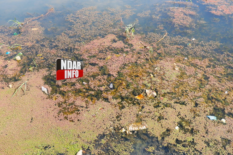 Bango : la prolifération des plantes envahissantes, une menace pour la pêche Bango : la prolifération des plantes envahissantes, une menace pour la pêche