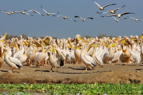" Djoudj, le paradis des oiseaux migrateurs ", prix du meilleur film ... " Djoudj, le paradis des oiseaux migrateurs ", prix du meilleur film ...