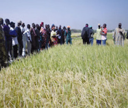 Riziculture à Fanaye : Les techniques de l’irrigation intermittente expliquées aux producteurs Riziculture à Fanaye : Les techniques de l’irrigation intermittente expliquées aux producteurs