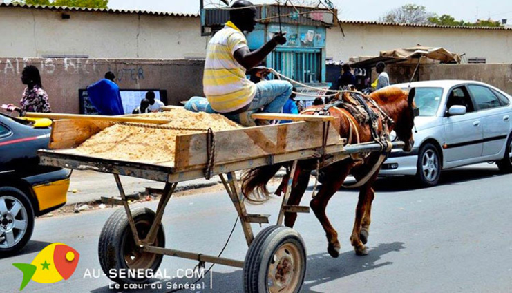 PIKINE 700 : un commerce macabre s'abreuve du sable du domaine fluvio-maritime de Saint-Louis.  PIKINE 700 : un commerce macabre s'abreuve du sable du domaine fluvio-maritime de Saint-Louis.