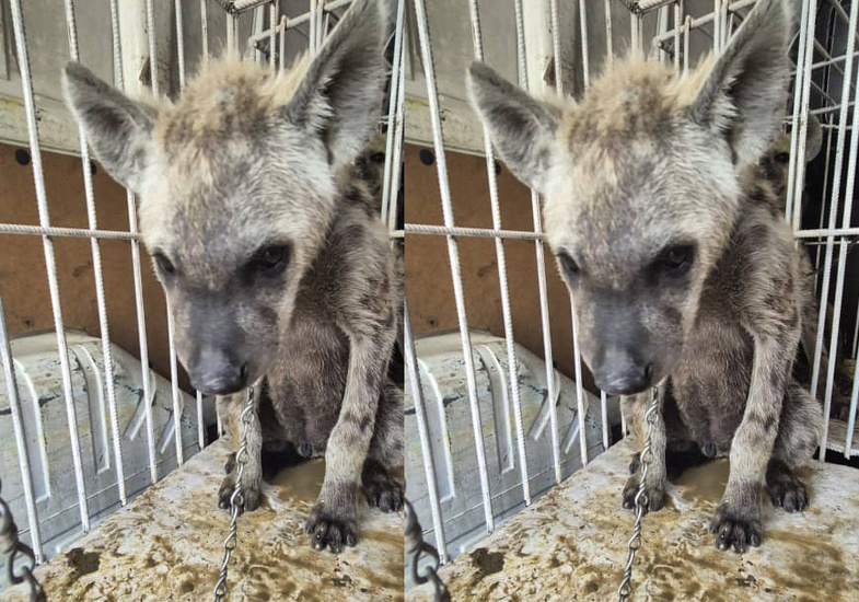 Criminalité faunique : Un trafiquant de deux hyènes et ses complices interpellés à Kaolack Criminalité faunique : Un trafiquant de deux hyènes et ses complices interpellés à Kaolack