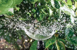 Un projet de valorisation de l’arboriculture lancé à Saint-Louis