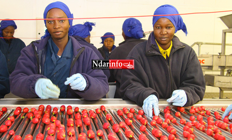 Des femmes de YAMANE trient le radis. Crédit Photo: NdarInfo