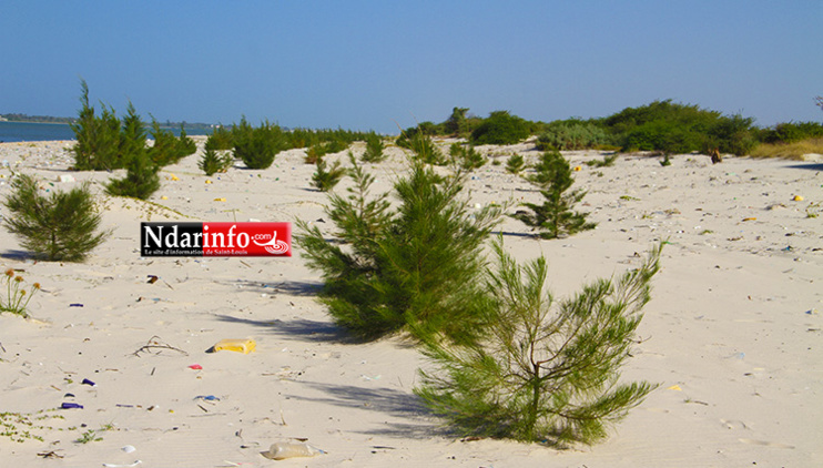 Plusieurs filaos peuplent le décor de Doune Baba DIEYE Plusieurs filaos peuplent le décor de Doune Baba DIEYE