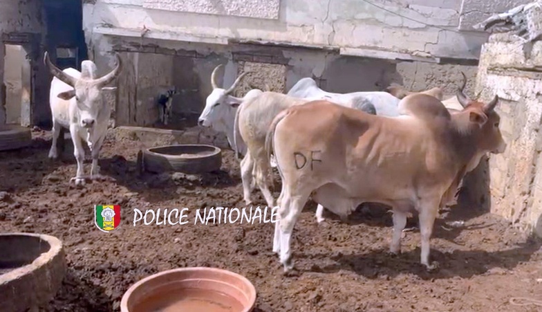 Saint-Louis : huit voleurs de bétail arrêtés lors d’une opération coup de poing Saint-Louis : huit voleurs de bétail arrêtés lors d’une opération coup de poing