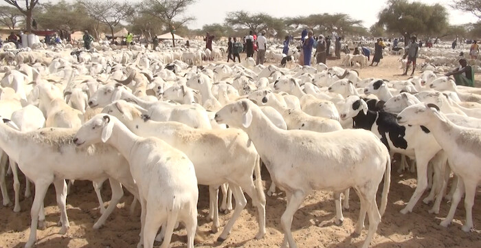 Foirail de Rao : affluence de moutons, inquiétude des vendeurs