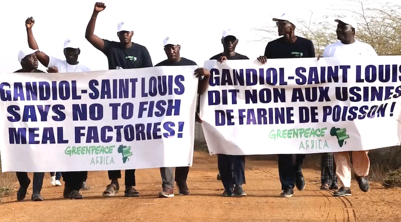 Usines de farine de poisson : à Gandiol, Greenpeace et les riverains dénoncent un désastre écologique Usines de farine de poisson : à Gandiol, Greenpeace et les riverains dénoncent un désastre écologique