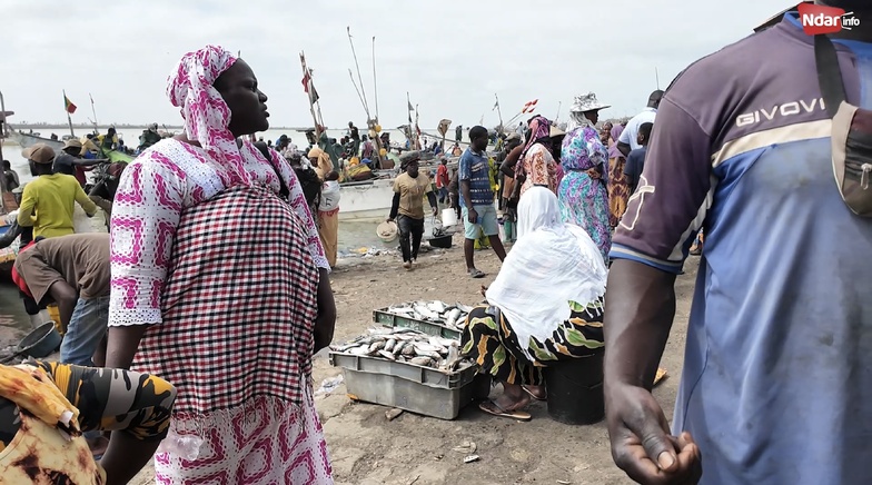 Rareté du poisson à Saint-Louis : toute une chaîne de valeur en souffrance Rareté du poisson à Saint-Louis : toute une chaîne de valeur en souffrance