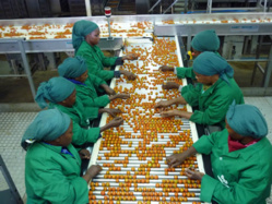 AGRO-INDUSTRIEL: vers une marche des travailleurs à Saint-Louis AGRO-INDUSTRIEL: vers une marche des travailleurs à Saint-Louis