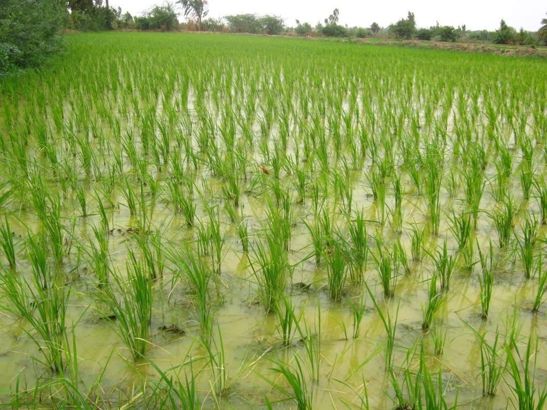 Matam : plus de 31 000 hectares emblavés en décrue, selon une étude de la SAED