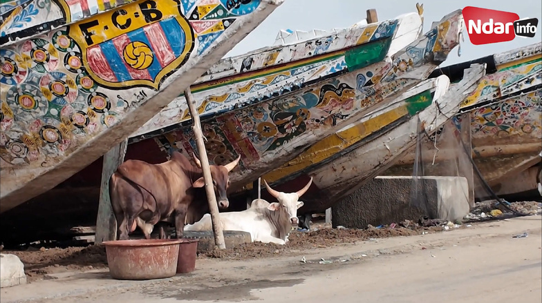 Saint-Louis : la berge de la Langue de Barbarie asphyxiée par l’occupation anarchique Saint-Louis : la berge de la Langue de Barbarie asphyxiée par l’occupation anarchique