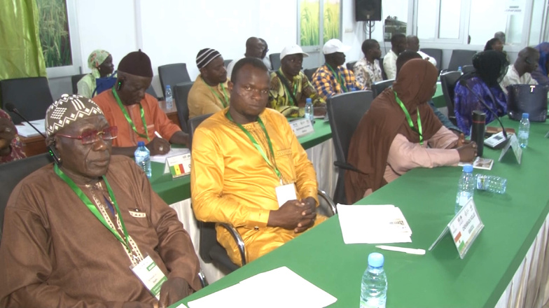 Saint-Louis : AfricaRice forme des acteurs régionaux sur la production de semences de riz hybrides Saint-Louis : AfricaRice forme des acteurs régionaux sur la production de semences de riz hybrides
