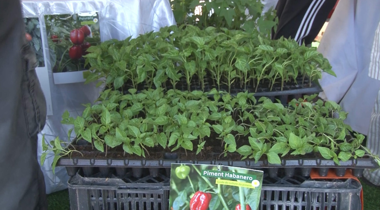 Foire agricole : MasAgri réunit la crème du secteur à Bango Foire agricole : MasAgri réunit la crème du secteur à Bango