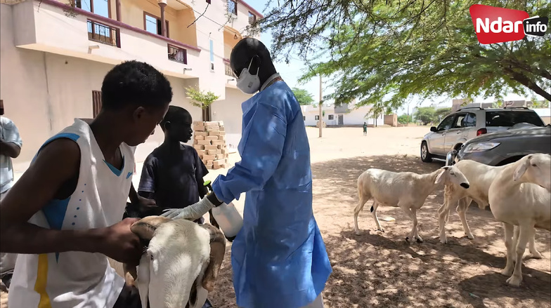 Saint-Louis concentre 87 des 90 cas de fièvre de la Vallée du Rift au Sénégal