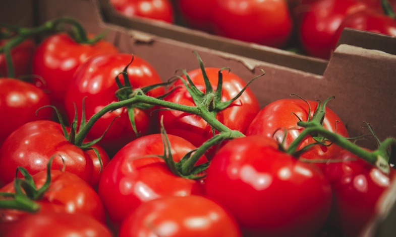 Mbane : Takamoul Agro présente son projet de production de tomates sur 1 500 hectares Mbane : Takamoul Agro présente son projet de production de tomates sur 1 500 hectares