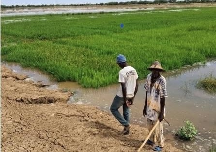 Podor : plus de 500 hectares de terres agricoles inondés