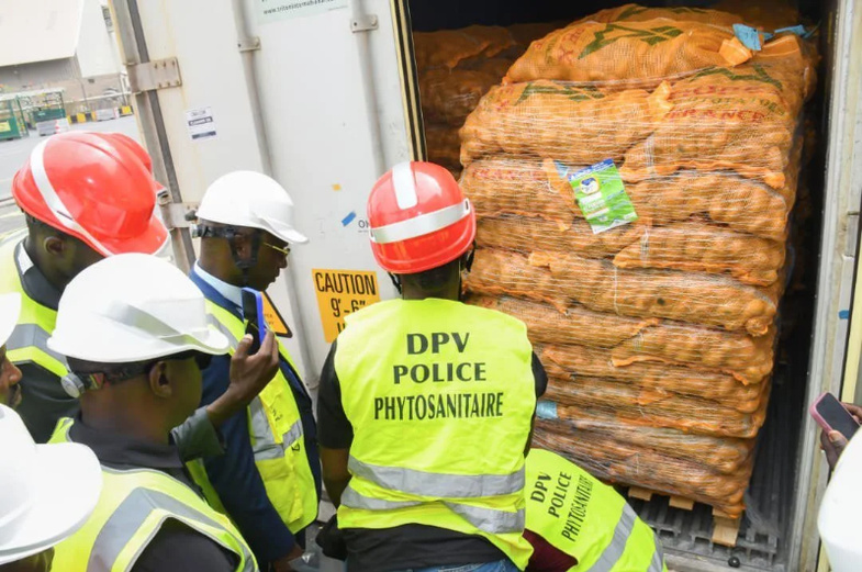 Réception de semences de pomme de terre pour la campagne horticole 2025–2026 Réception de semences de pomme de terre pour la campagne horticole 2025–2026