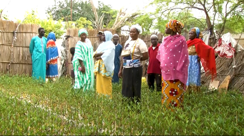 À Khor, des milliers de plants pour restaurer la mangrove