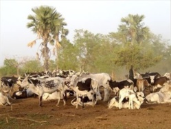 ROSS-BÉTHIO: Tension dans l'air entre éleveurs et agriculteurs ROSS-BÉTHIO: Tension dans l'air entre éleveurs et agriculteurs