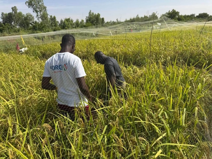 Recherche agricole : des essais conjoints de l’ISRA et du privé à Ndiol