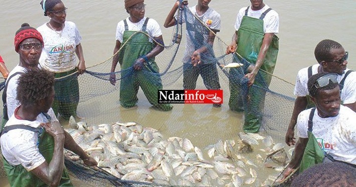 Aquaculture : la production nationale en hausse de 45 % entre 2024 et 2025