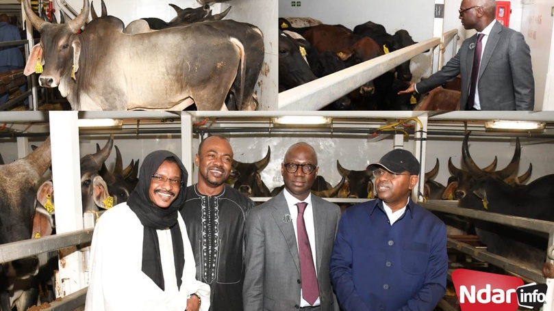 Élevage : 1 050 bovins de race Guzera arrivent au Sénégal avec 50% de subvention de l'État Élevage : 1 050 bovins de race Guzera arrivent au Sénégal avec 50% de subvention de l'État