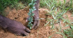 Grande muraille verte : 40 000 hectares reboisés par le Sénégal Grande muraille verte : 40 000 hectares reboisés par le Sénégal