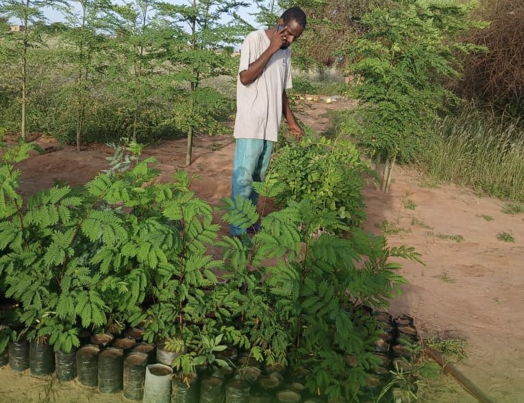 Podor: inauguration d'une pépinière de 500.000 plants à Thioubalel Lao