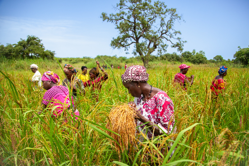 Sans adaptation climatique, l'agriculture sénégalaise pourrait perdre 18% de sa production