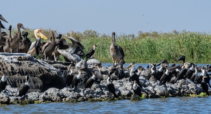 Dénombrement international : 22 000 oiseaux recensés au Djoudj
