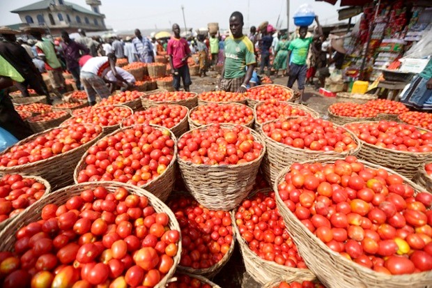 Tomate industrielle : Plus de 80 000 tonnes de production attendues au Sénégal en 2026