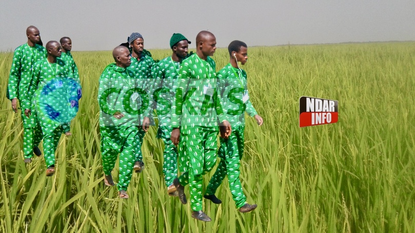 GIE Coskas Tivaouane : 70 hectares de riz emblavés dans le Walo GIE Coskas Tivaouane : 70 hectares de riz emblavés dans le Walo