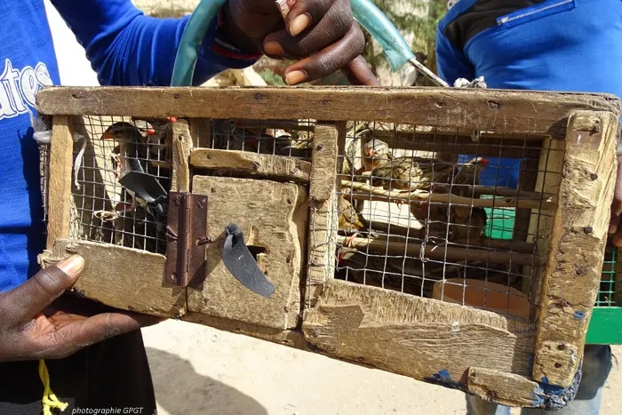 Lutte contre maltraitance animale : saisies et interpellations dans commerce illégal d'oiseaux