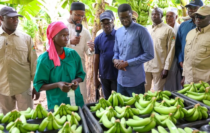 112 000 tonnes de bananes : le record salué par le Président à Tambacounda
