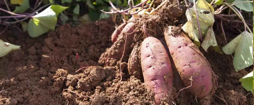Alerte au lac de Guiers : le sel grignote les terres et fait chuter la production de patate Alerte au lac de Guiers : le sel grignote les terres et fait chuter la production de patate