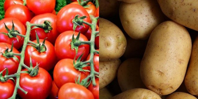 Pomme de terre et tomate : Les producteurs de Notto craignent une campagne agricole catastrophique