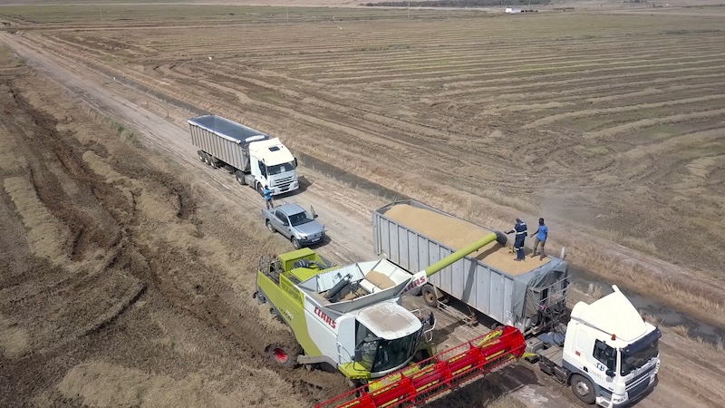Souveraineté alimentaire : La Compagnie Agricole de Saint-Louis renforce sa production