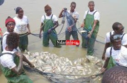 Aquaculture : Le Sénégal vise une production annuelle de 30.000 tonnes en 2018 selon le ministre de la Pêche