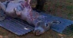 Viande d’âne, un boucher tombe Viande d’âne, un boucher tombe