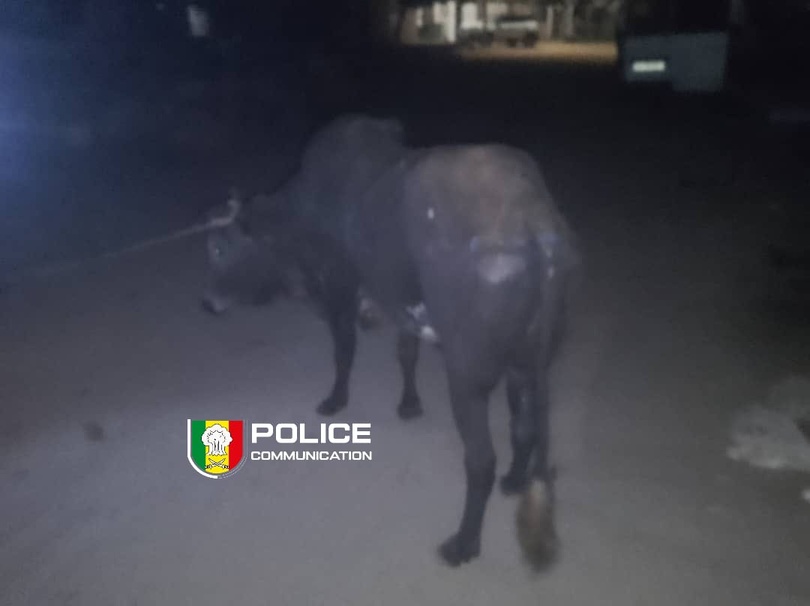 Diamaguène Sicap Mbao : Un réseau de voleurs de bétail démantelé Diamaguène Sicap Mbao : Un réseau de voleurs de bétail démantelé