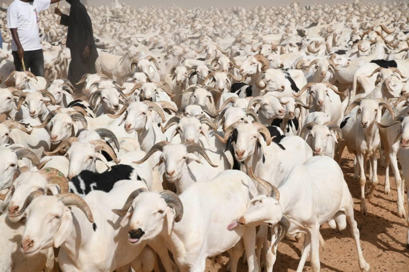 Tabaski 2026 au Sénégal : 860 000 moutons attendus pour le marché national Tabaski 2026 au Sénégal : 860 000 moutons attendus pour le marché national