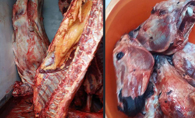 Consommation ou non de la viande d’âne : les points de vue divergents au niveau de l’Islam Consommation ou non de la viande d’âne : les points de vue divergents au niveau de l’Islam