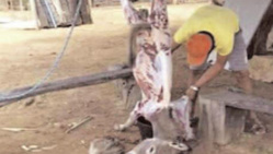 Audition du chevillard Babacar Sarr : "A la Sogas, la viande d'âne est mélangée à celle de bœuf, chèvre et mouton" Audition du chevillard Babacar Sarr : "A la Sogas, la viande d'âne est mélangée à celle de bœuf, chèvre et mouton"