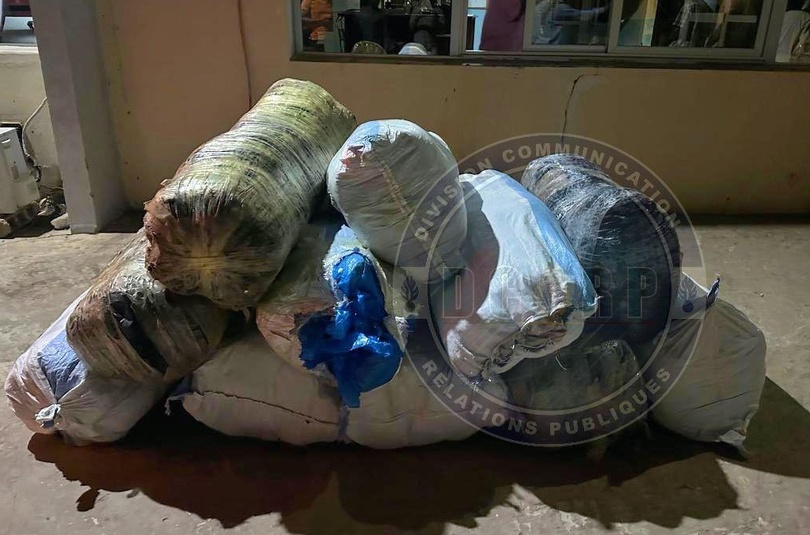 Mbour : Saisie spectaculaire de 840 kg de chanvre indien par la Gendarmerie Mbour : Saisie spectaculaire de 840 kg de chanvre indien par la Gendarmerie