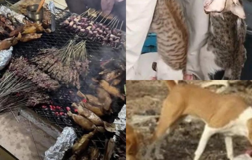Insolite Hamo Téfess : Des jeunes surprennent des individus en train de griller du chien Insolite Hamo Téfess : Des jeunes surprennent des individus en train de griller du chien
