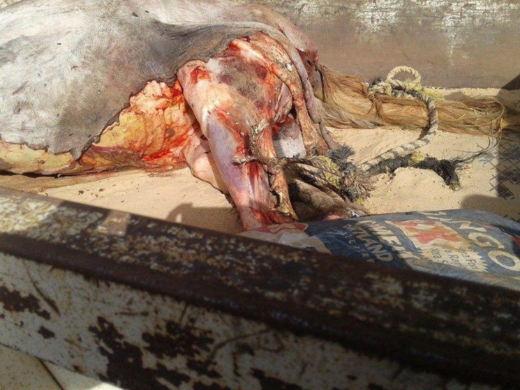 Urgent - Après l'âne, le cheval: Des gens pris en flagrant délit, Gendarmerie de Hann envahie Urgent - Après l'âne, le cheval: Des gens pris en flagrant délit, Gendarmerie de Hann envahie