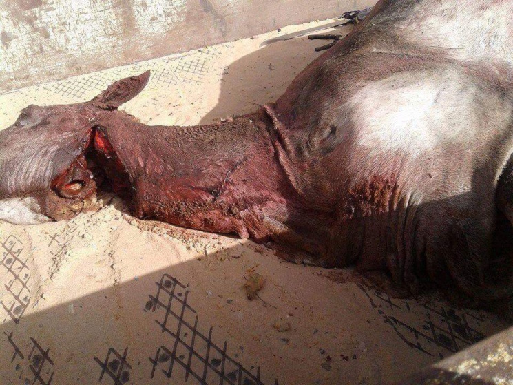 Urgent - Après l'âne, le cheval: Des gens pris en flagrant délit, Gendarmerie de Hann envahie Urgent - Après l'âne, le cheval: Des gens pris en flagrant délit, Gendarmerie de Hann envahie